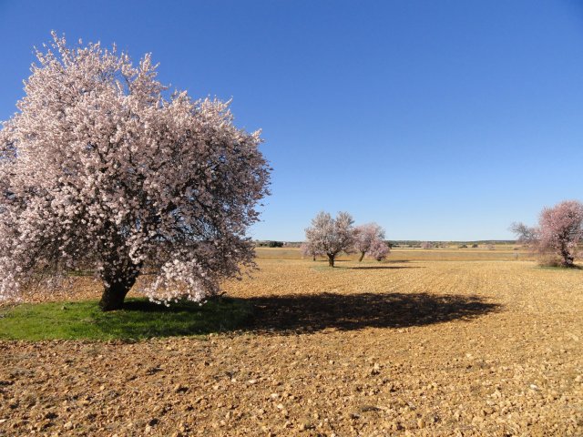 Campo